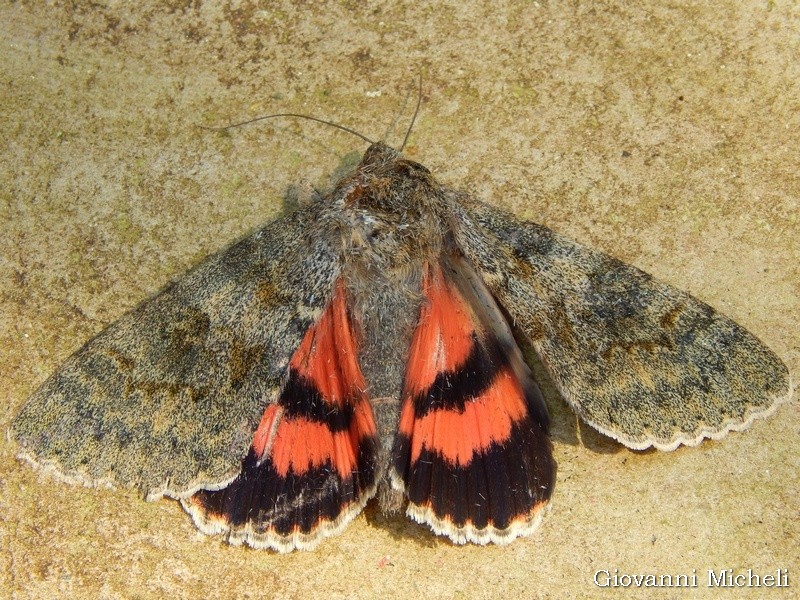 Erebidae: Catocala elocata? S !